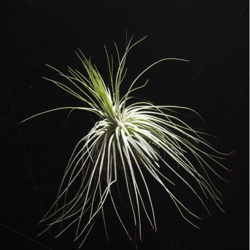 Tillandsia Magnusiana