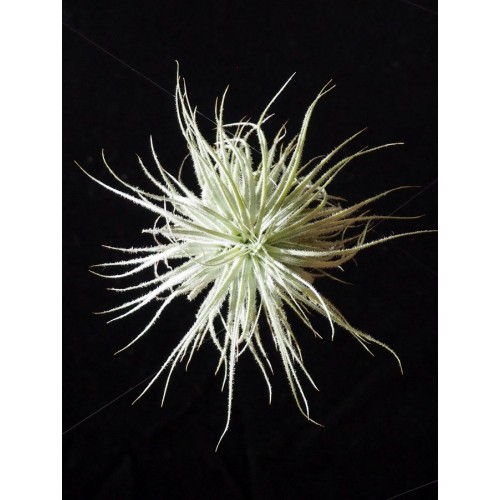 Tillandsia Tectorum ilmakasvi