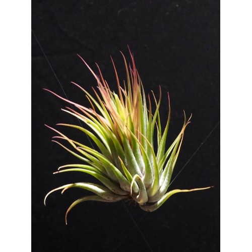 Tillandsia Ionantha var. Scaposa L