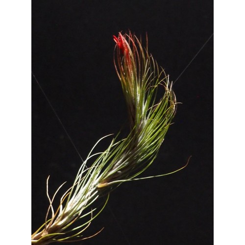 Tillandsia Funckiana
