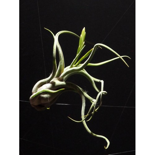 Tillandsia Caput Medusae M