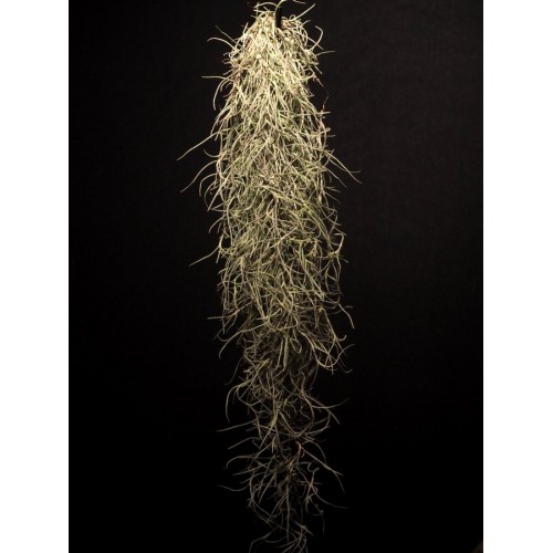 Tillandsia Usneoides i.e. Spanish Moss 30 cm