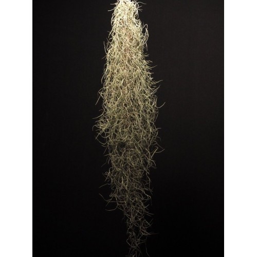 Tillandsia Usneoides i.e. Spanish Moss 50 cm
