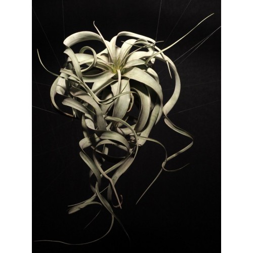 Tillandsia Xerographica XL
