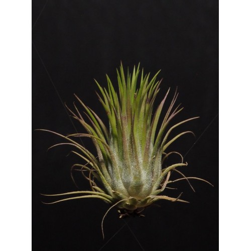 Tillandsia Ionantha Ionantha L airplant
