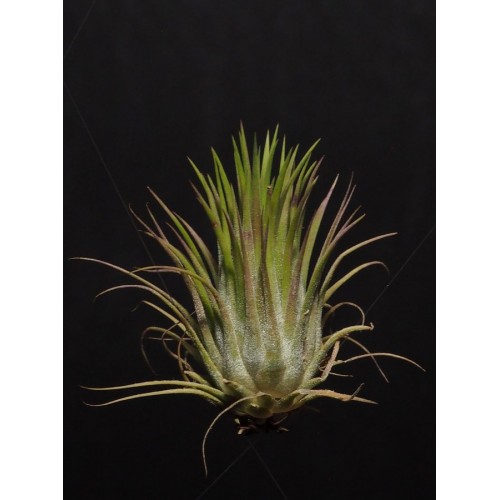 Tillandsia Ionantha Ionantha L ilmakasvi